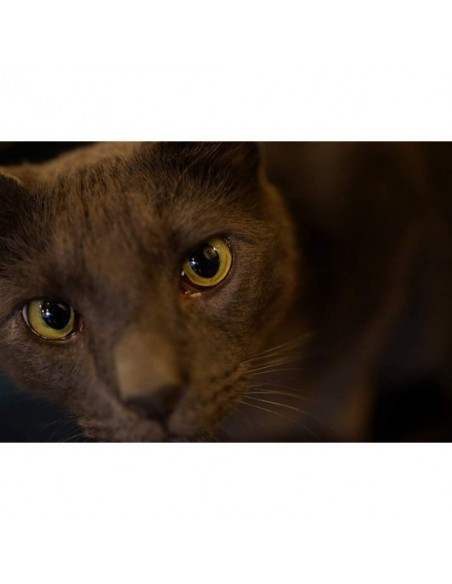 OBJETIVO FE 35MM F1.8- SEL35F18F